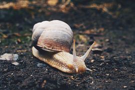 Snail 2