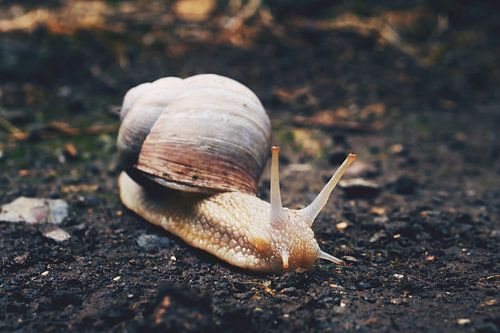 Weinbergschnecke 2