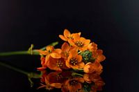 Close-up Ornithogalum Thyrsoides (florist's rush)