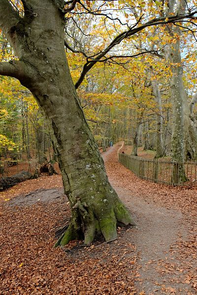 coastal forest trail by Ostsee Bilder