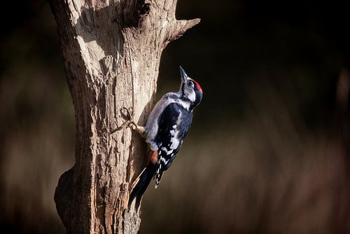 Red spotted woodpecker