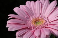 Roze gerbera