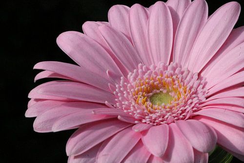 Roze gerbera