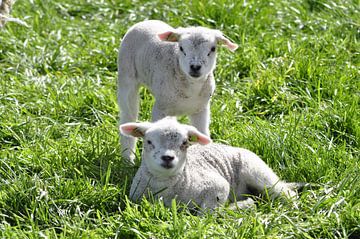 Lammetjes in de wei