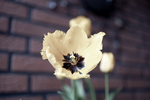 De eerste bloemen in de tuin in het Emsland