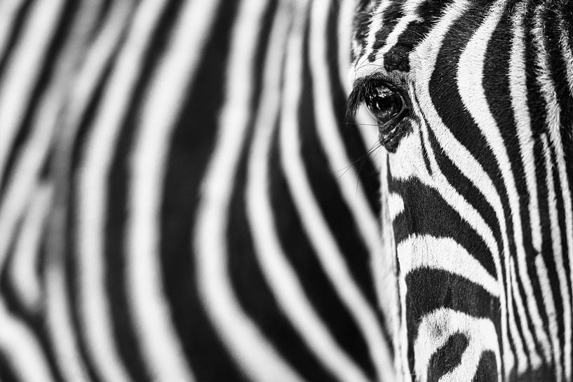 Zebra-Streifen von Richard Guijt Photography
