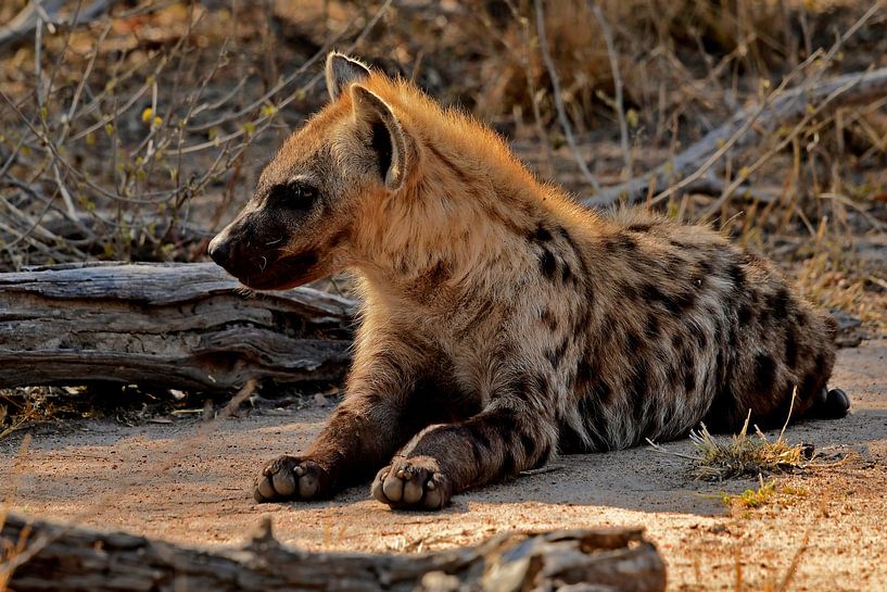Hyenajong dans le parc Kruger en Afrique du Sud par Truus Hagen