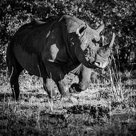 Black rhino in black and white by Dave Oudshoorn
