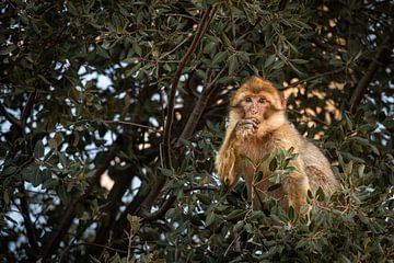 Curieux singe de Barbarie au Maroc sur Tobias van Krieken