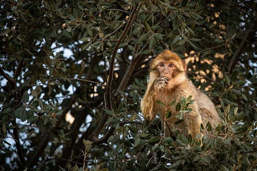 Curious Barbary Macaque in Morocco