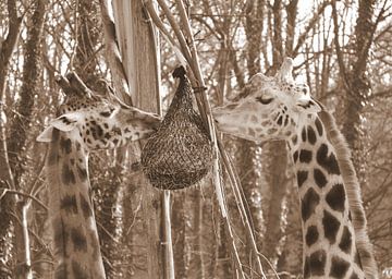 Giraffes in sepia by Jose Lok