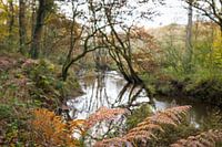 Landschaft mäandrierender Bach im Wald  im Herbst