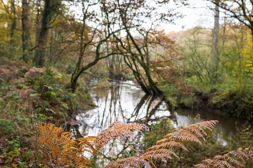 Landscape with meandering brook in autumn