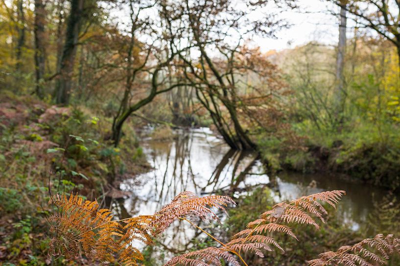 Landschaft mäandrierender Bach im Wald  im Herbst von Ger Beekes