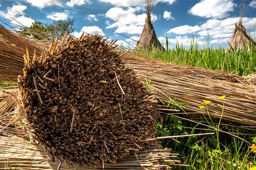 Cut off reeds in Dutch landscape