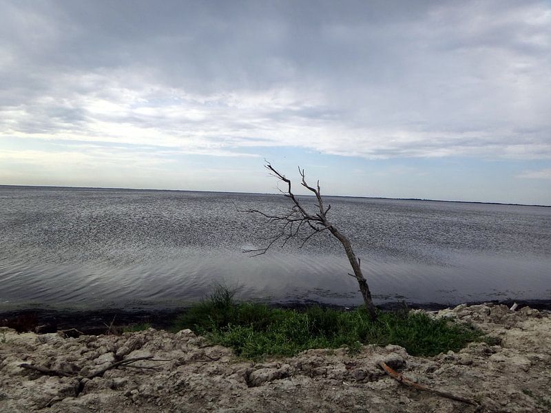 Eenzaam par P.D. de Jong