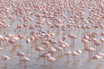Flamingo's in Amboseli, Kenia