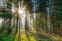 Ardenne Forest 