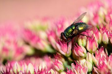 A fly on a plant