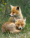 Deux jeunes renards par Menno Schaefer Aperçu