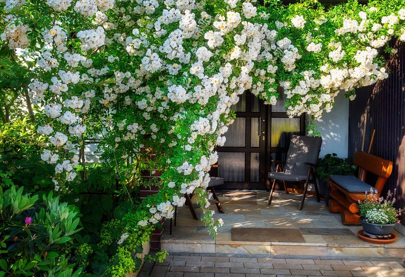 Un rosier rampant blanc à l'entrée d'une maison par ManfredFotos