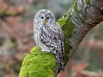 A hawk owl on a tree by Manuel Weiter