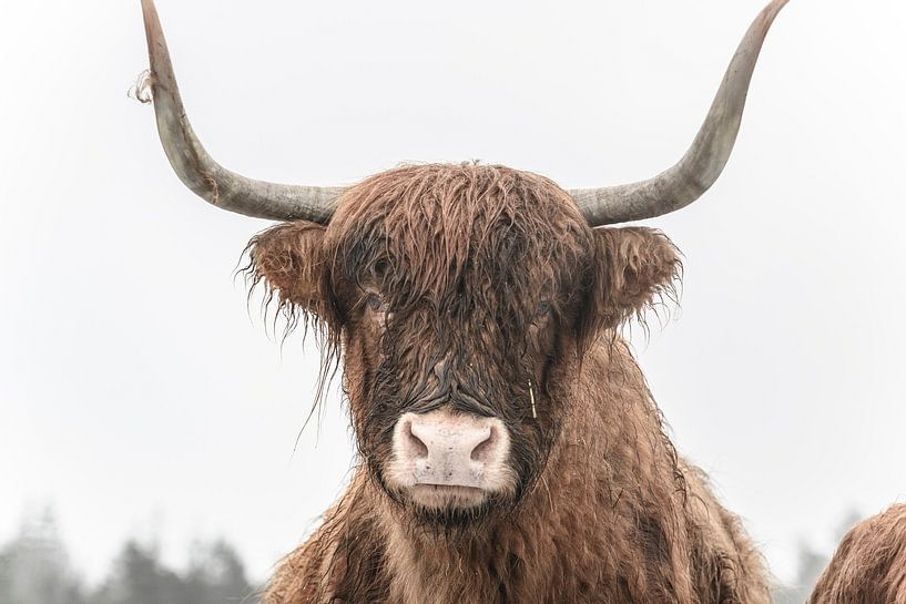 Scottish Highland cattle during winter by Sjoerd van der Wal Photography