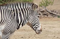 Animals and Nature