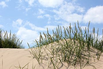 Strandhafer von Ostsee Bilder