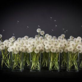 Dandelion Fluff in Glass Vases by By Marjolein Design