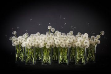 Dandelion Fluff in Glass Vases