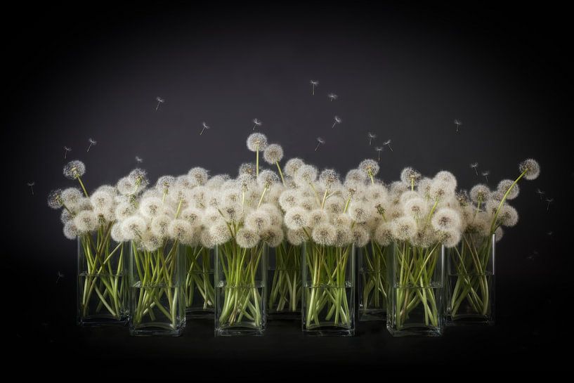 Dandelion Fluff in Glass Vases by By Marjolein Design