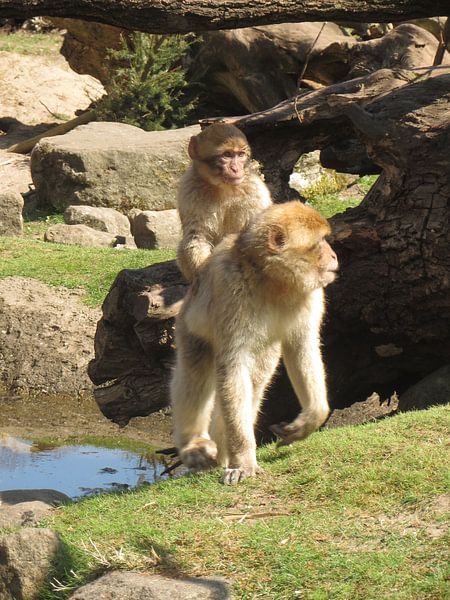 Berber apen von Danielle Roest