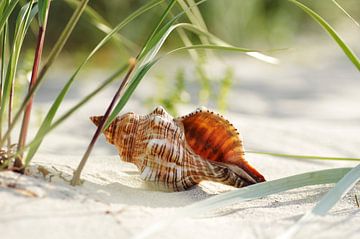 Shell dreams on the beach by Tanja Riedel