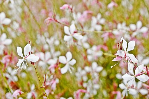 Gorgeous candles with butterfly-like flowers