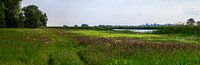 Wiese am Fluss