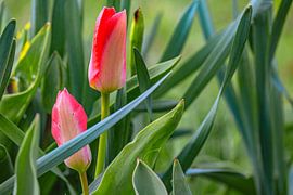 Zwiegespräch im Halmschatten von Photoart-Naegele