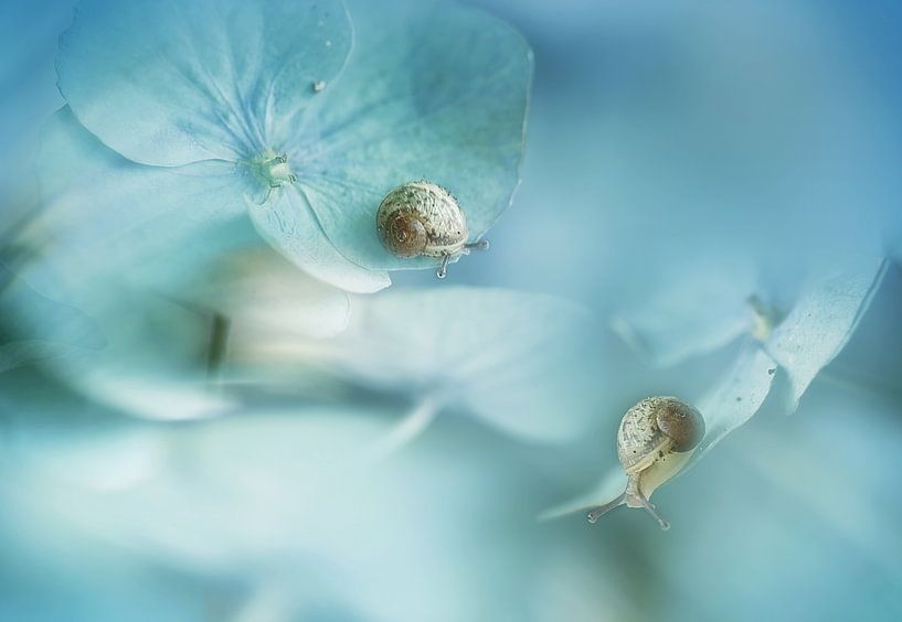 Traumwelt.... von Ellen van Deelen