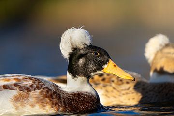 tufted duck by bryan van willigen