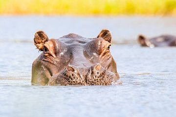 Aandachtig Nijpaard van Photowski