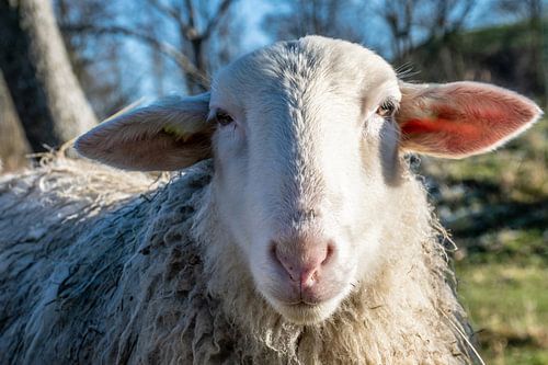 Portret van een schaap