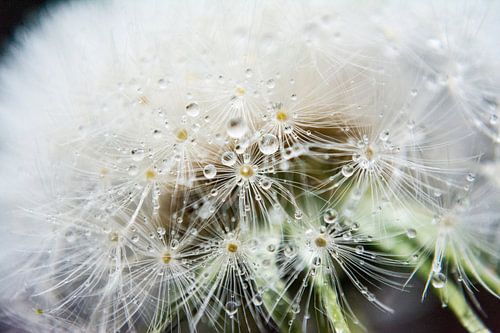 Paardenbloem close up