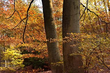 Autumn forest by John Leeninga