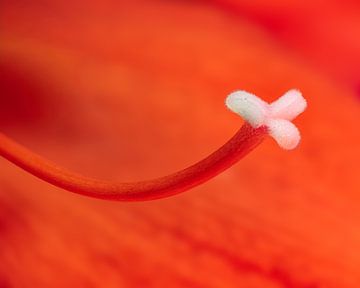 Abstraktes Makro von einer roten Amaryllis Blüte von ManfredFotos