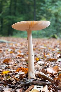 Emanita Gemmata Paddestoel