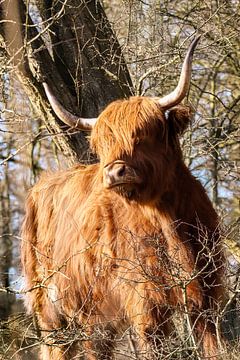 Schotse Hooglander van Lens en Dier