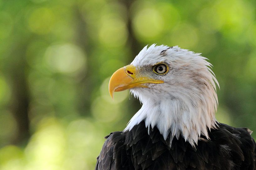 Bald Eagle by Karin Jähne
