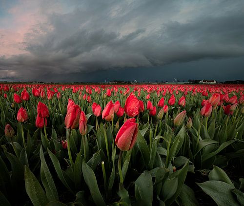Champ de tulipes sous les nuages