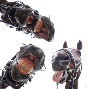 Regarder les chevaux dans la bouche. 3 chevaux riant, humour.