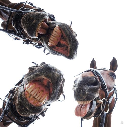 Den Pferden ins Maul geschaut. 3 Pferde lachen, Humor.